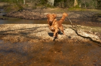 Picture of Nova Scotia Duck Tolling Retriever going into water