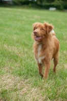 Picture of Nova Scotia Duck Tolling Retriever 