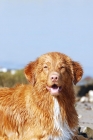 Picture of nova scotia duck tolling retriever, looking at camera