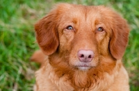 Picture of Nova Scotia Duck Tolling Retriever 