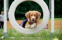 Picture of Nova Scotia Duck Tolling Retriever jumping through ring