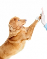 Picture of Nova Scotia Duck Tolling Retriever, high five