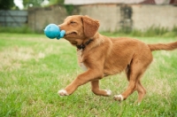 Picture of Nova Scotia Duck Tolling Retriever retrieving toy