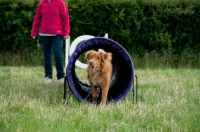 Picture of Nova Scotia Duck Tolling Retriever in tunnel