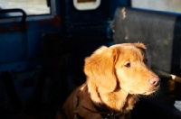Picture of Nova Scotia Duck Tolling Retriever in car
