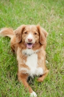 Picture of Nova Scotia Duck Tolling Retriever on grass