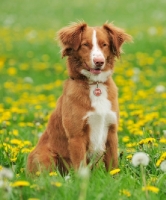 Picture of Nova Scotia Duck Tolling Retriever in flowery field