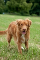 Picture of Nova Scotia Duck Tolling Retriever 