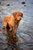 Picture of Nova Scotia Duck Tolling Retriever standing in water
