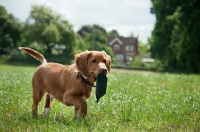 Picture of Nova Scotia Duck Tolling Retriever retrieving, walking in field