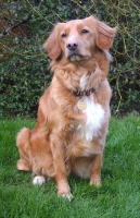 Picture of Nova Scotia Duck Tolling Retriever