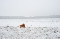Picture of Nova Scotia Duck Tolling Retriever in snowy field