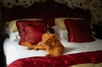 Picture of Nova Scotia Duck Tolling Retriever on bed