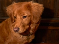 Picture of Nova Scotia Duck Tolling Retriever looking away