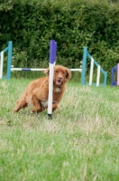 Picture of Nova Scotia Duck Tolling Retriever 