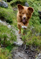 Picture of Nova Scotia Duck Tolling Retriever jumping on path