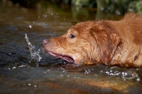 Picture of Nova Scotia Duck Tolling Retriever playing with water