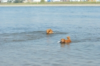 Picture of nova scotia duck tolling retrievers in water