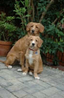 Picture of Nova Scotia Duck Tolling Retriever