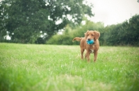 Picture of Nova Scotia Duck Tolling Retriever retrieving in field