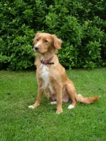 Picture of Nova Scotia Duck Tolling Retriever