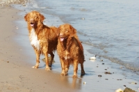 Picture of nova scotia duck tolling retriever near sea