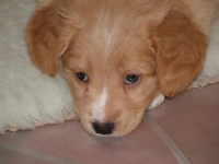 Picture of Nova Scotia Duck Tolling Retriever