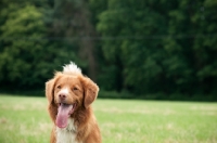 Picture of Nova Scotia Duck Tolling Retriever 