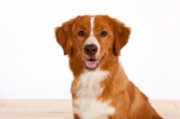 Picture of Nova Scotia Duck Tolling Retriever portrait in studio