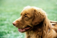 Picture of nova scotia duck tolling retriever at world show Vienna 