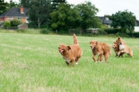 Picture of Nova Scotia Duck Tolling Retrievers 