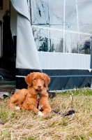 Picture of Nova Scotia Duck Tolling Retriever near tent