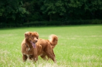 Picture of Nova Scotia Duck Tolling Retriever in field