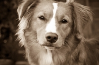 Picture of Nova Scotia Duck Tolling Retriever sepia colour