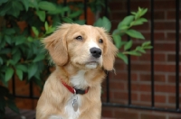 Picture of Nova Scotia Duck Tolling Retriever