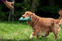 Picture of Nova Scotia Duck Tolling Retriever bringing back dummy