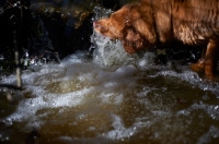 Picture of Nova Scotia Duck Tolling Retriever playing with water