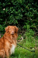 Picture of Nova Scotia Duck Tolling Retriever near greenery