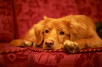 Picture of Nova Scotia Duck Tolling Retriever lying on sofa