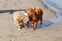 Picture of nova scoting duck tolling retriever puppy demanding dummy pray from adult male