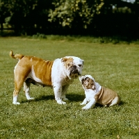 Picture of noways blockbuster felicity and puppy blockbuster noways dual control (nancy), bulldog bitch and puppy