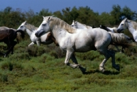 Picture of Nuage, Camargue stallion running with mares and foals