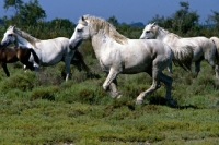 Picture of Nuage, Camargue stallion running with mares