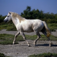 Picture of Nuage, Camargue stallion trotting on Camargue