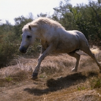 Picture of Nuage, National champion stallion, Camargue pony stallion  leaping forwards