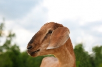 Picture of nubian goat looking aside