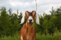 Picture of nubian goat looking at camera
