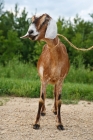 Picture of nubian goat on lead