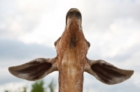 Picture of nubian goat, portrait from ow angle