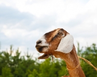 Picture of nubian goat portrait